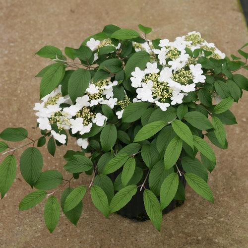 Viburnum Plicatum Var  Tomentosum 'wabi Sabi' - View 1 from www redcrocus com