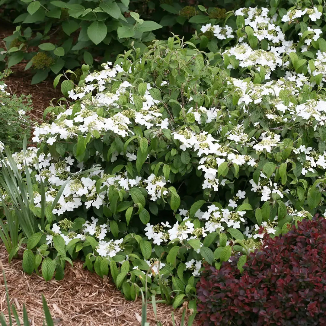 Viburnum Plicatum Var  Tomentosum 'wabi Sabi' - View 24 from www redcrocus com