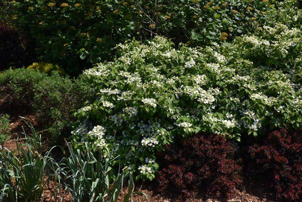 Viburnum Plicatum Var  Tomentosum 'wabi Sabi' - View 25 from www redcrocus com