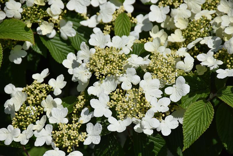 Viburnum Plicatum Var  Tomentosum 'wabi Sabi' - View 29 from www redcrocus com