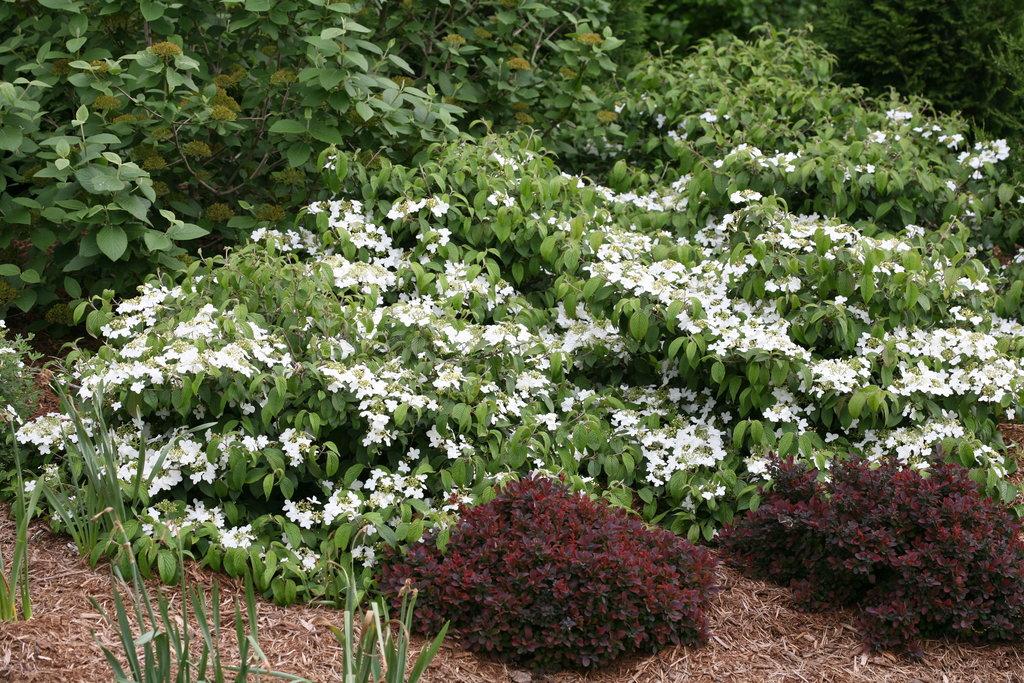 Viburnum Plicatum Var  Tomentosum 'wabi Sabi' - View 2 from www redcrocus com