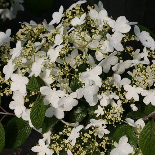 Viburnum Plicatum Var  Tomentosum 'wabi Sabi' - View 4 from www redcrocus com