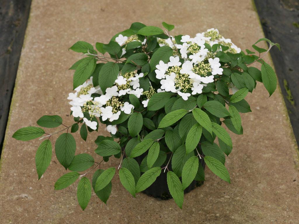 Viburnum Plicatum Var  Tomentosum 'wabi Sabi' - View 5 from www redcrocus com