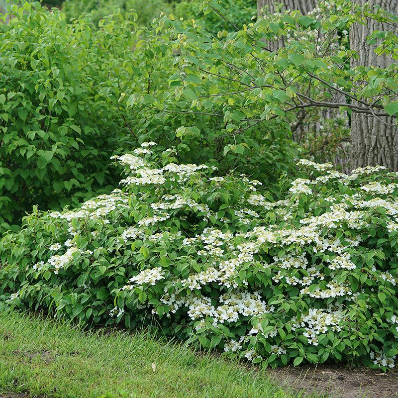 Viburnum Plicatum Var  Tomentosum 'wabi Sabi' - View 7 from www redcrocus com
