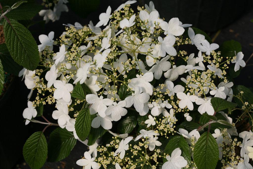 Viburnum Plicatum Var  Tomentosum 'wabi Sabi' - View 9 from www redcrocus com