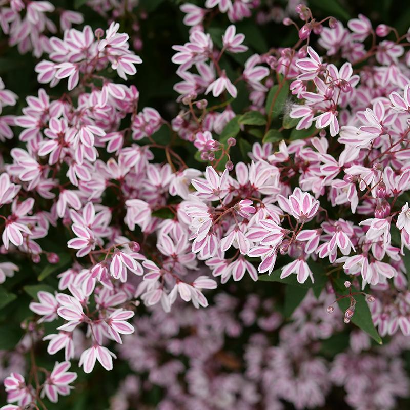 Deutzia 'yuki Kabuki' - View 10 from www redcrocus com