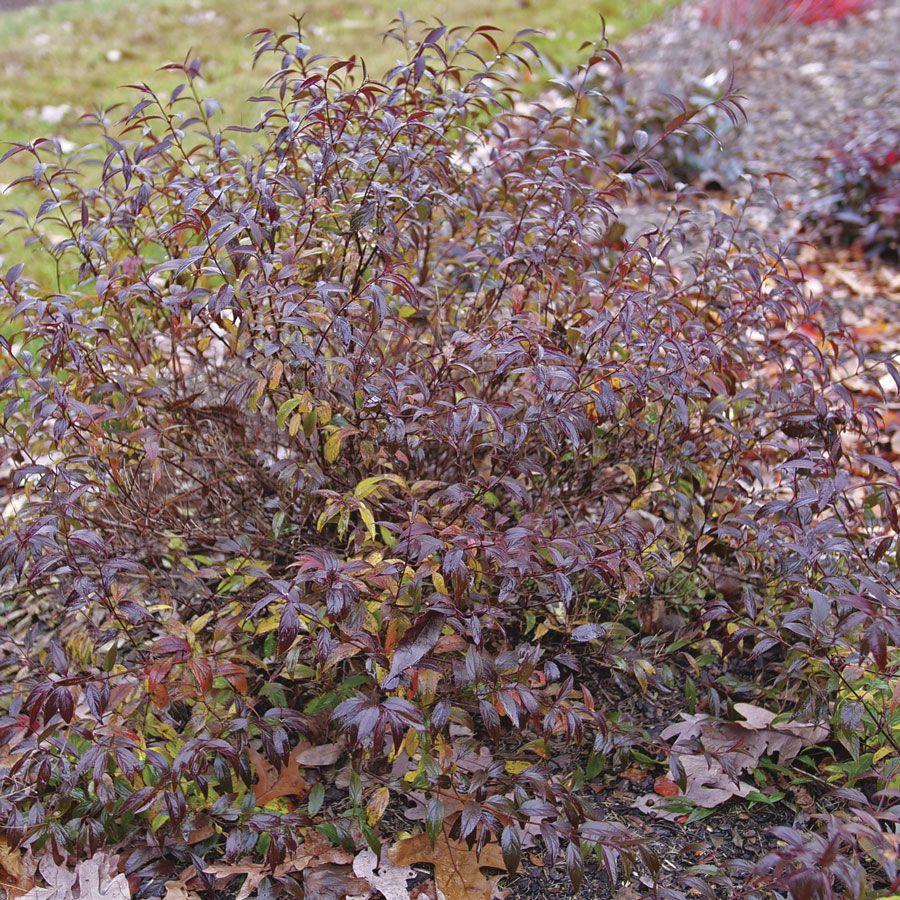 Deutzia 'yuki Kabuki' - View 13 from www redcrocus com