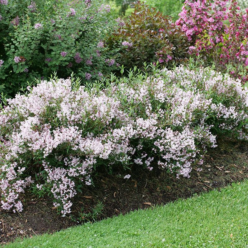 Deutzia 'yuki Kabuki' - View 14 from www redcrocus com