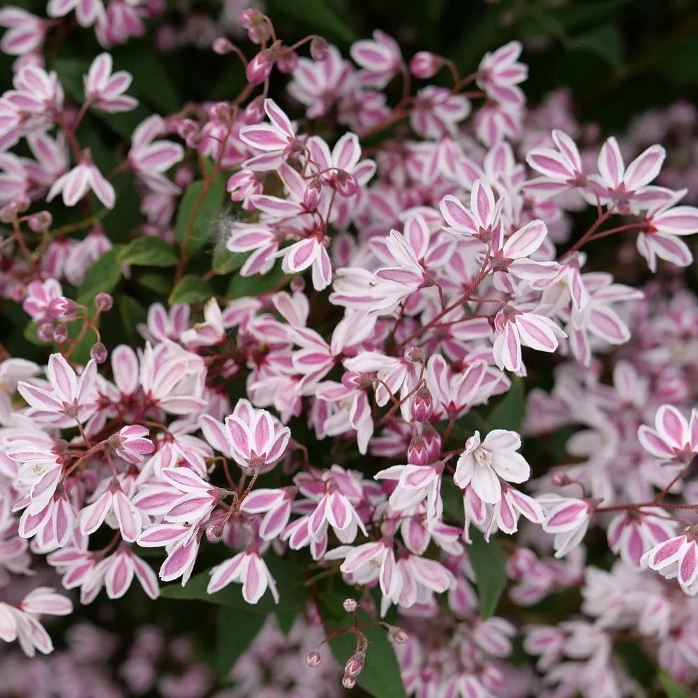 Deutzia 'yuki Kabuki' - View 15 from www redcrocus com
