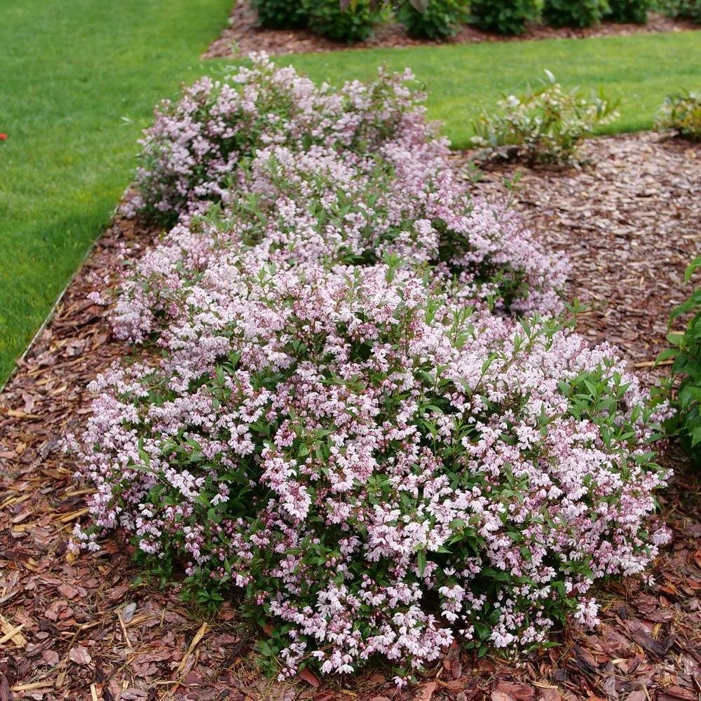 Deutzia 'yuki Kabuki' - View 18 from www redcrocus com