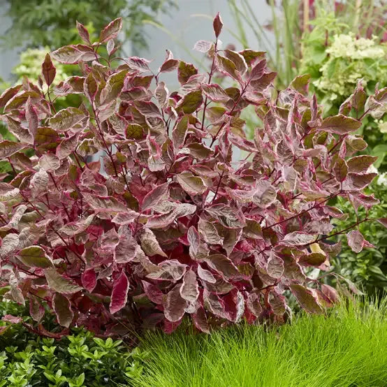 Deutzia 'yuki Kabuki' - View 20 from www redcrocus com