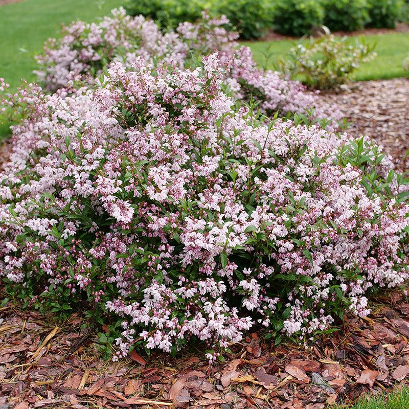 Deutzia 'yuki Kabuki' - View 21 from www redcrocus com