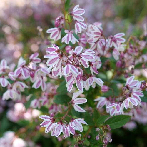 Deutzia 'yuki Kabuki' - View 22 from www redcrocus com