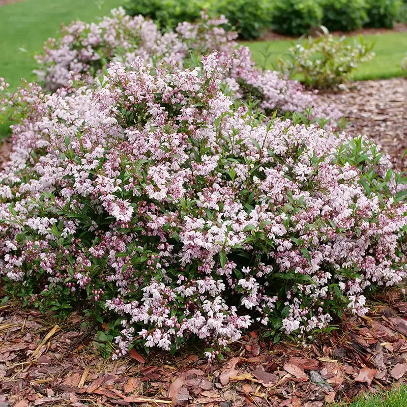 Deutzia 'yuki Kabuki' - View 23 from www redcrocus com