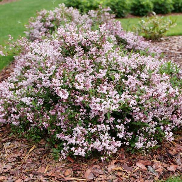 Deutzia 'yuki Kabuki' - View 24 from www redcrocus com