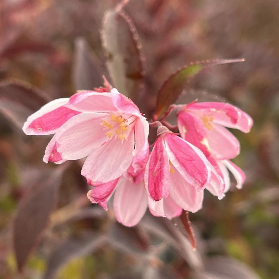 Deutzia 'yuki Kabuki' - View 25 from www redcrocus com