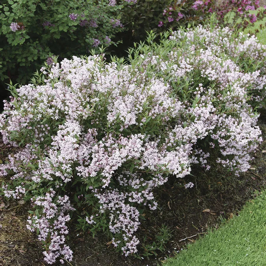 Deutzia 'yuki Kabuki' - View 27 from www redcrocus com