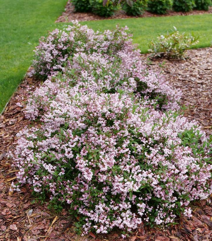 Deutzia 'yuki Kabuki' - View 28 from www redcrocus com