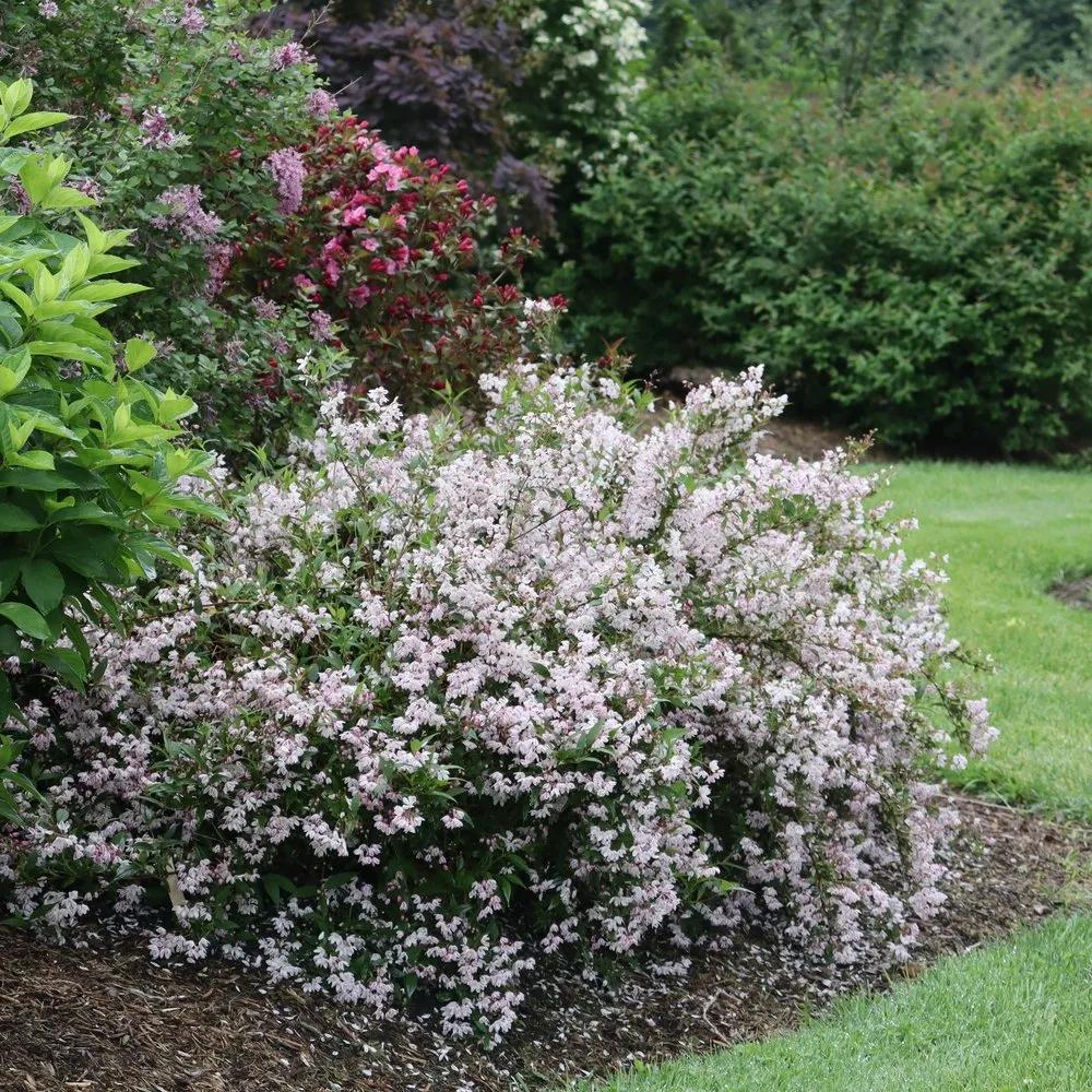 Deutzia 'yuki Kabuki' - View 2 from www redcrocus com