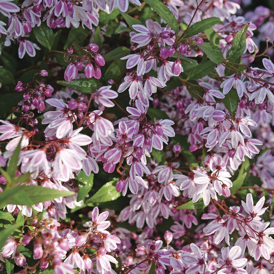 Deutzia 'yuki Kabuki' - View 30 from www redcrocus com