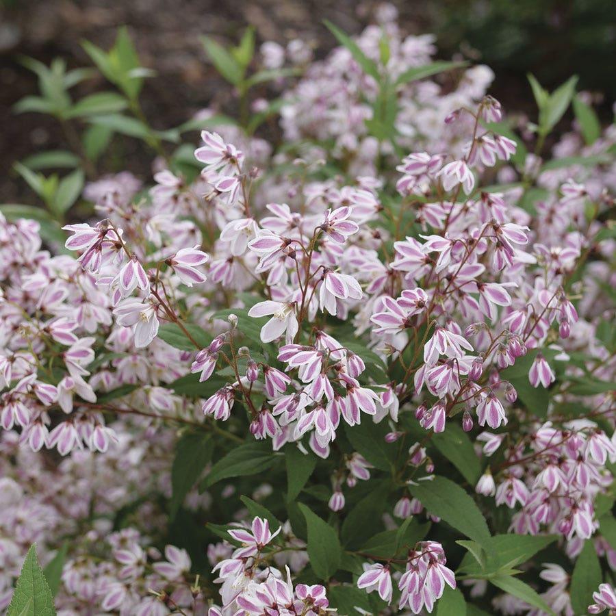 Deutzia 'yuki Kabuki' - View 31 from www redcrocus com
