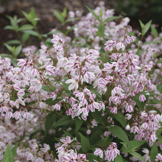 Deutzia 'yuki Kabuki' - View 31 from www redcrocus com