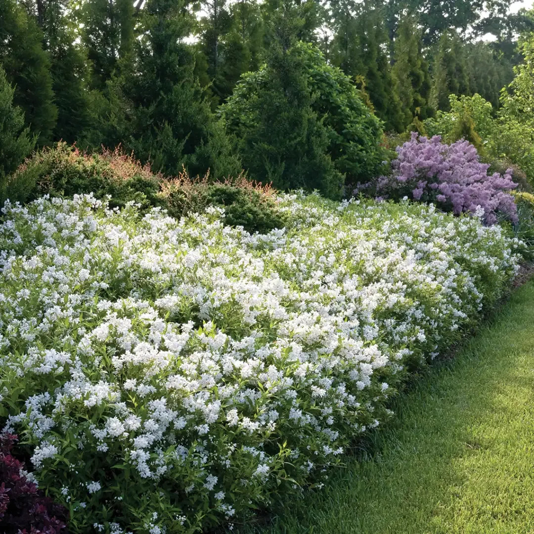 Deutzia 'yuki Kabuki' - View 33 from www redcrocus com