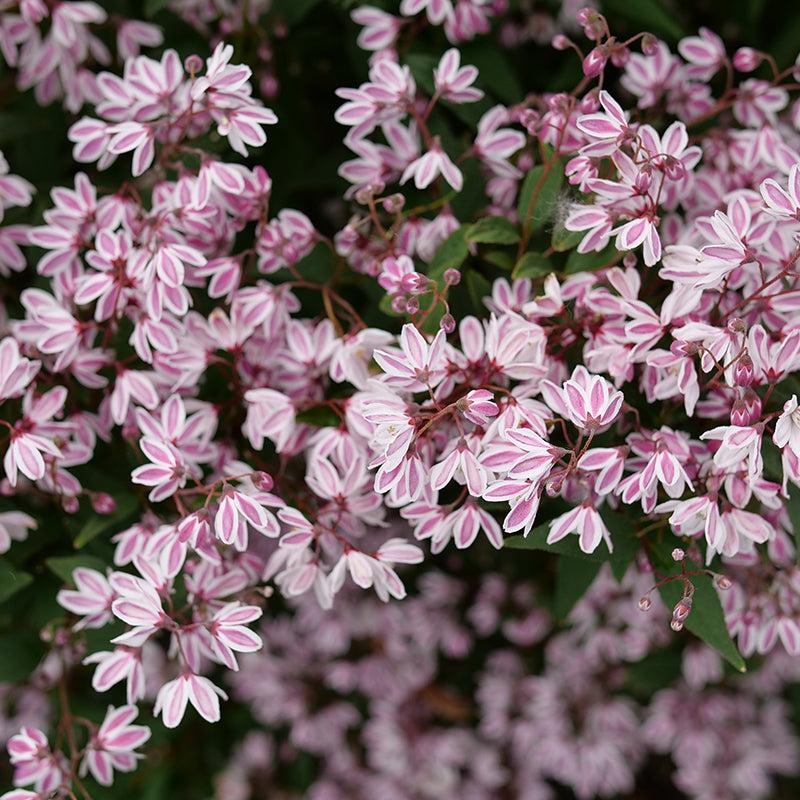 Deutzia 'yuki Kabuki' - View 34 from www redcrocus com