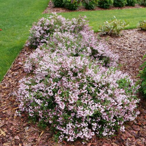 Deutzia 'yuki Kabuki' - View 3 from www redcrocus com