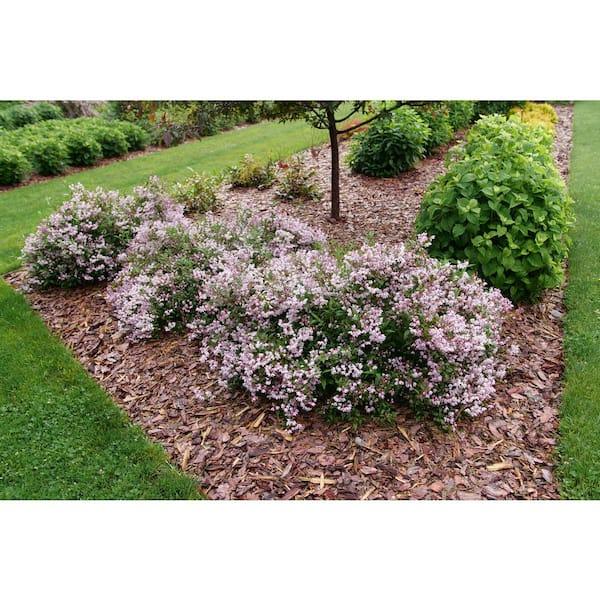 Deutzia 'yuki Kabuki' - View 4 from www redcrocus com