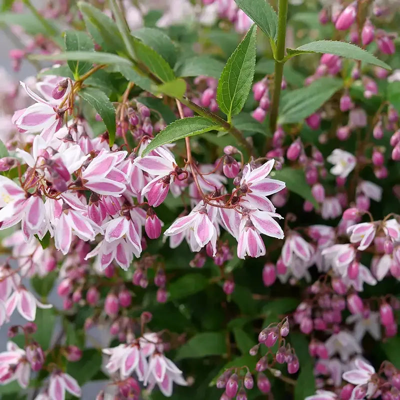 Deutzia 'yuki Kabuki' - View 6 from www redcrocus com