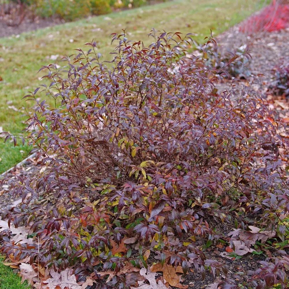 Deutzia 'yuki Kabuki' - View 7 from www redcrocus com