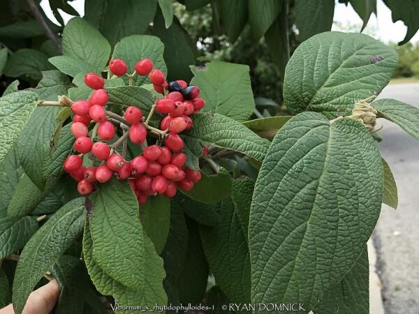 Viburnum Rhytidophylloides 'alleghany' - View 10 from www redcrocus com