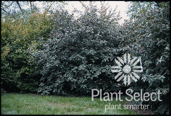 Viburnum Rhytidophylloides 'alleghany' - View 12 from www redcrocus com