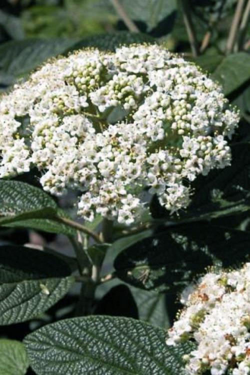 Viburnum Rhytidophylloides 'alleghany' - View 13 from www redcrocus com