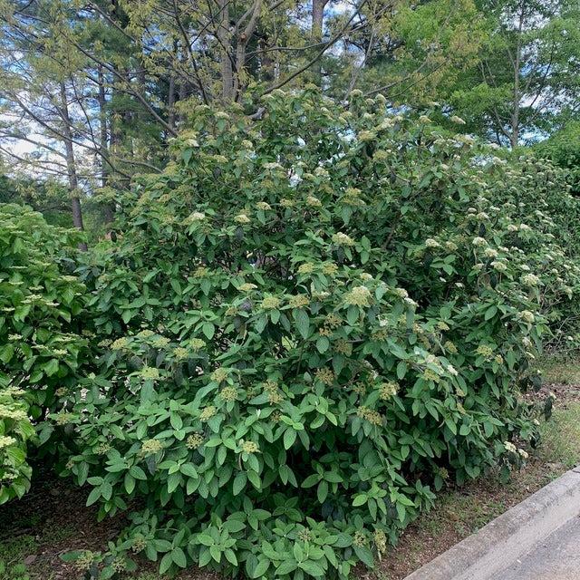 Viburnum Rhytidophylloides 'alleghany' - View 14 from www redcrocus com