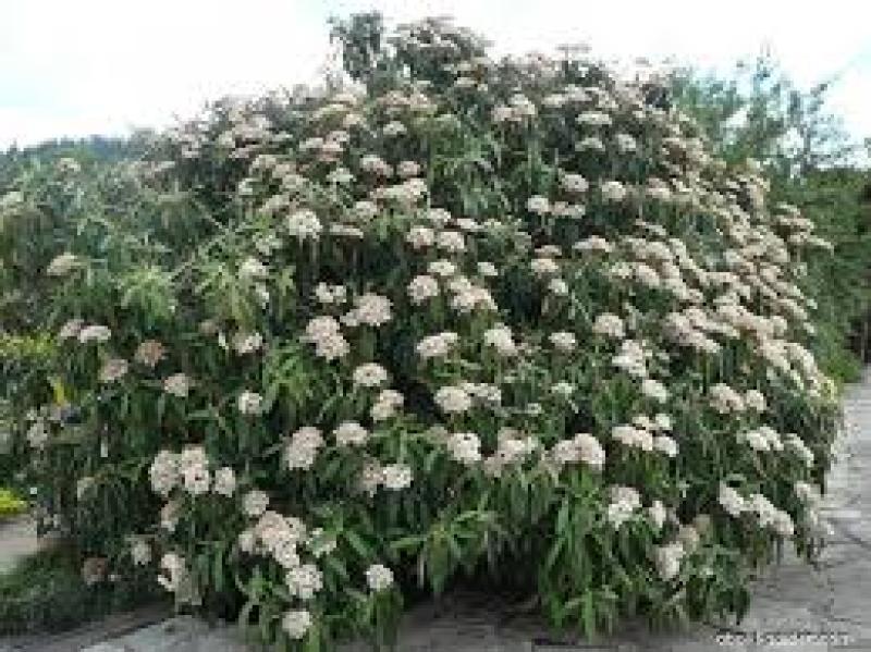 Viburnum Rhytidophylloides 'alleghany' - View 15 from www redcrocus com