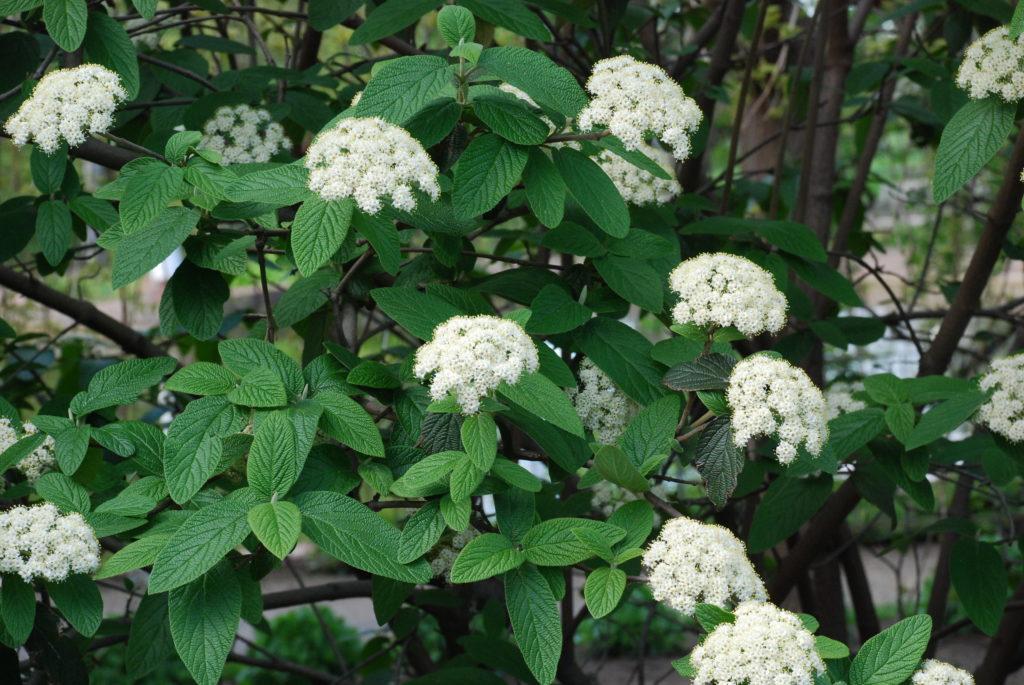 Viburnum Rhytidophylloides 'alleghany' - View 17 from www redcrocus com