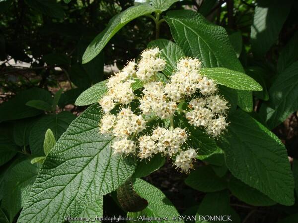 Viburnum Rhytidophylloides 'alleghany' - View 20 from www redcrocus com