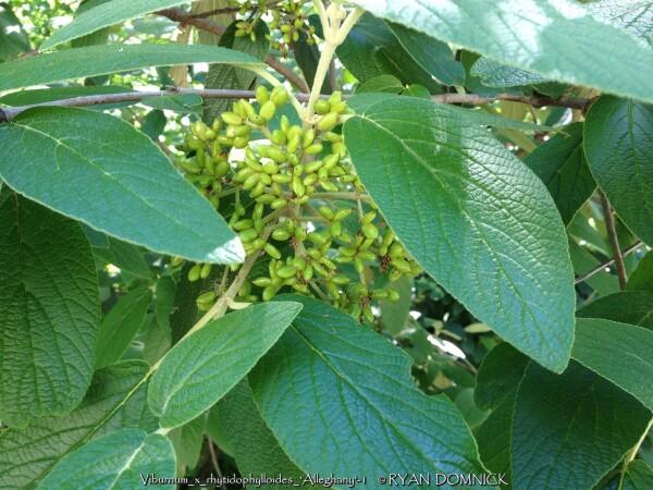 Viburnum Rhytidophylloides 'alleghany' - View 21 from www redcrocus com