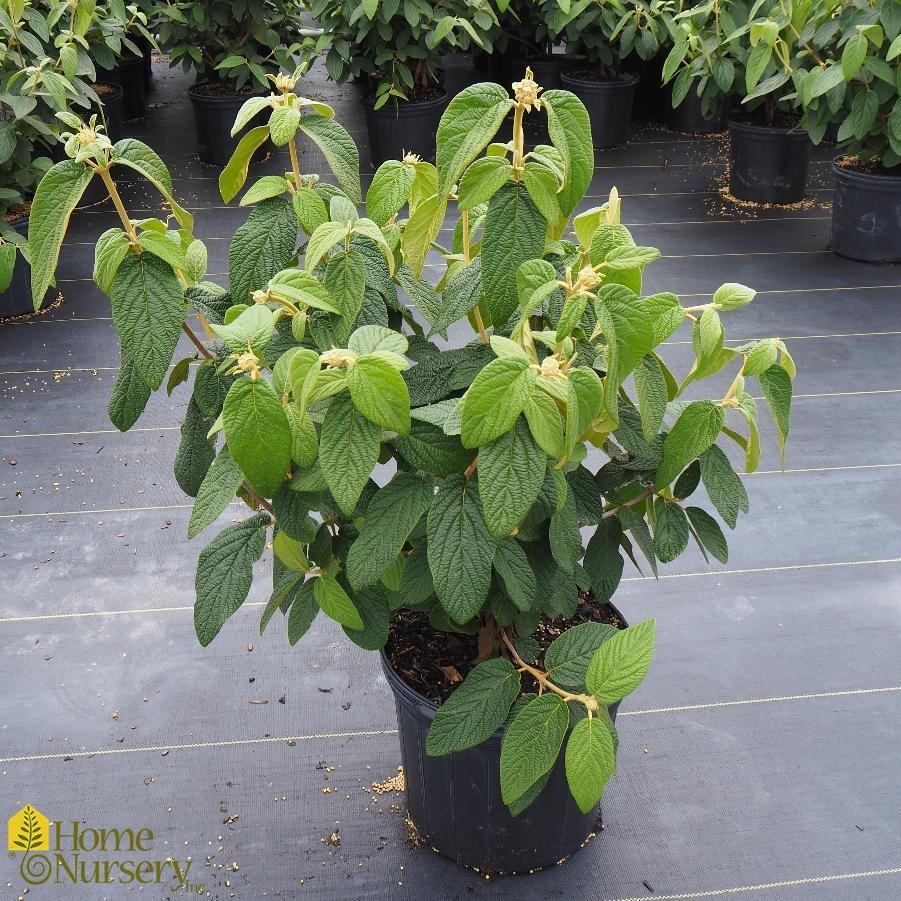 Viburnum Rhytidophylloides 'alleghany' - View 22 from www redcrocus com