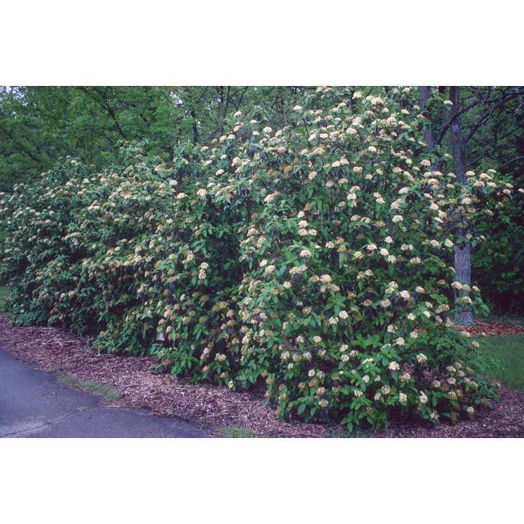 Viburnum Rhytidophylloides 'alleghany' - View 23 from www redcrocus com