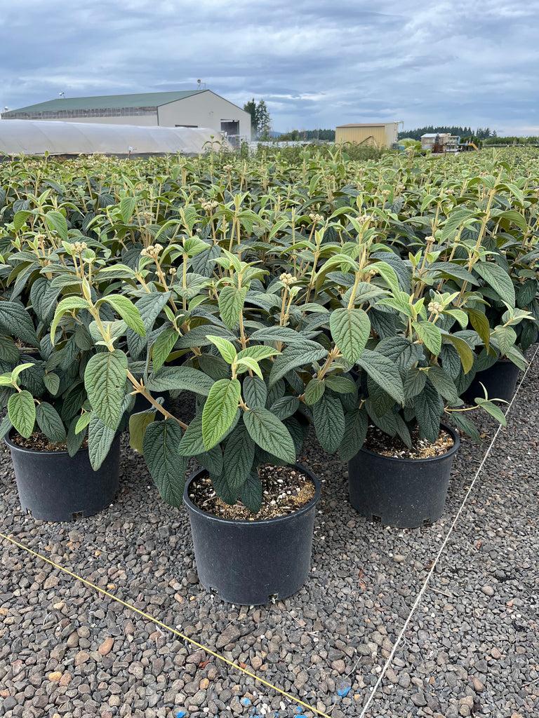 Viburnum Rhytidophylloides 'alleghany' - View 24 from www redcrocus com