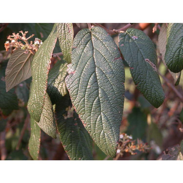 Viburnum Rhytidophylloides 'alleghany' - View 25 from www redcrocus com