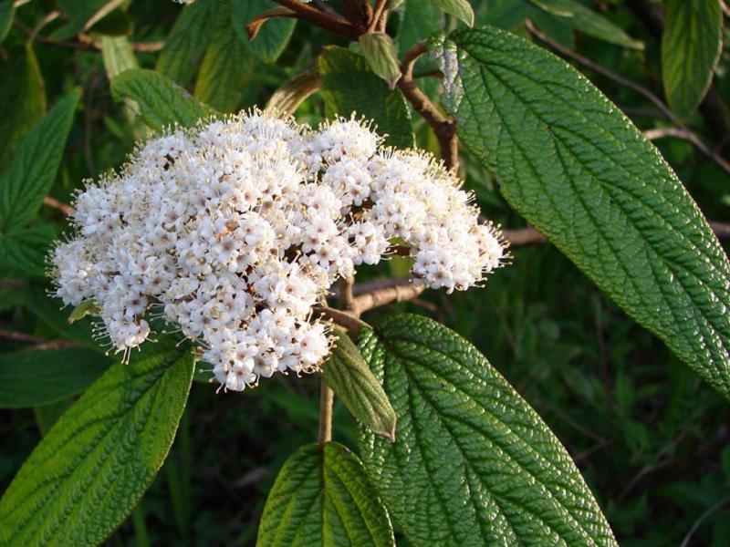 Viburnum Rhytidophylloides 'alleghany' - View 26 from www redcrocus com