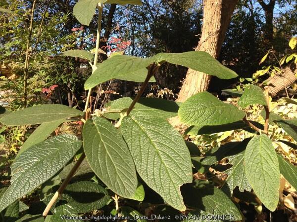 Viburnum Rhytidophylloides 'alleghany' - View 28 from www redcrocus com