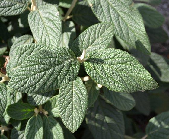 Viburnum Rhytidophylloides 'alleghany' - View 29 from www redcrocus com