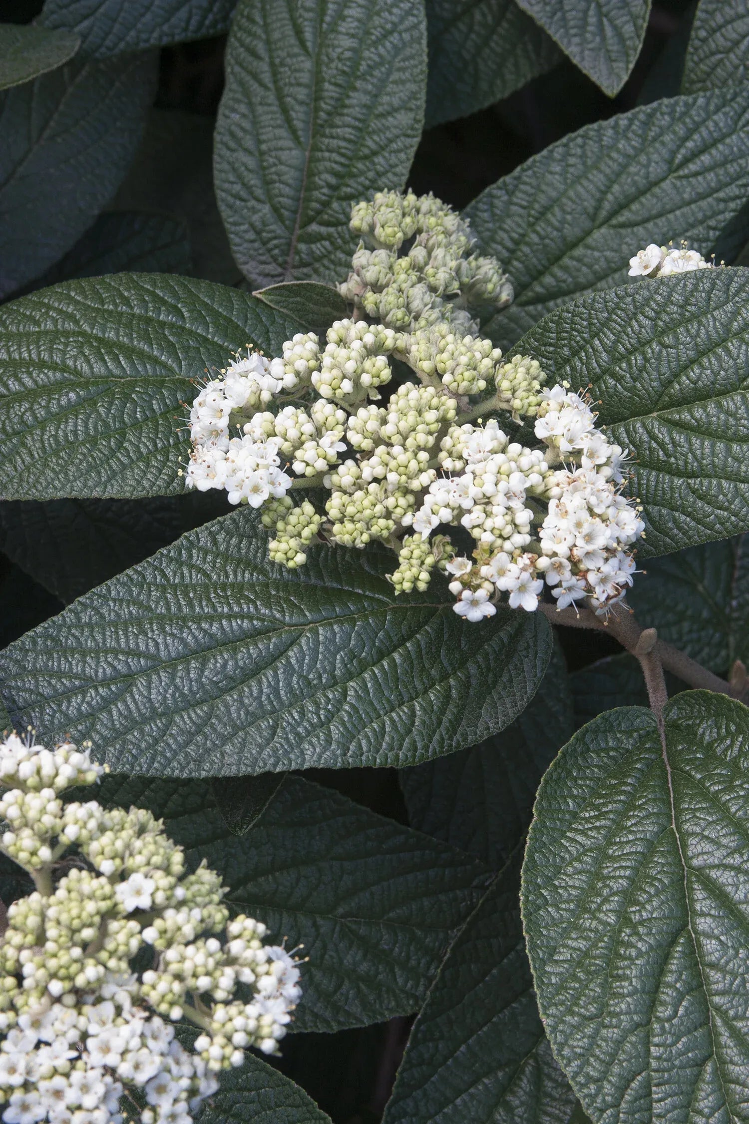 Viburnum Rhytidophylloides 'alleghany' - View 2 from www redcrocus com