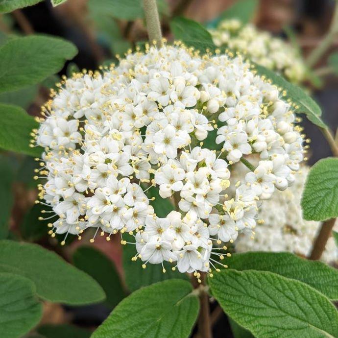 Viburnum Rhytidophylloides 'alleghany' - View 30 from www redcrocus com