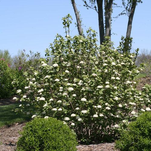 Viburnum Rhytidophylloides 'alleghany' - View 32 from www redcrocus com